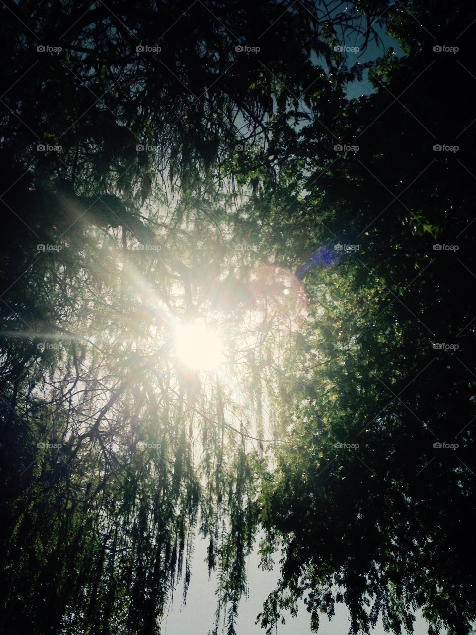Sunshine bursting through the trees 