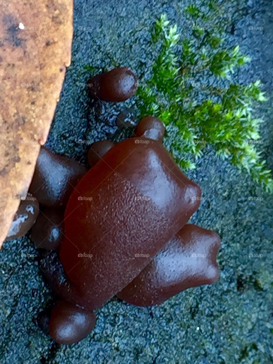 Baby Mushroom on mossy log