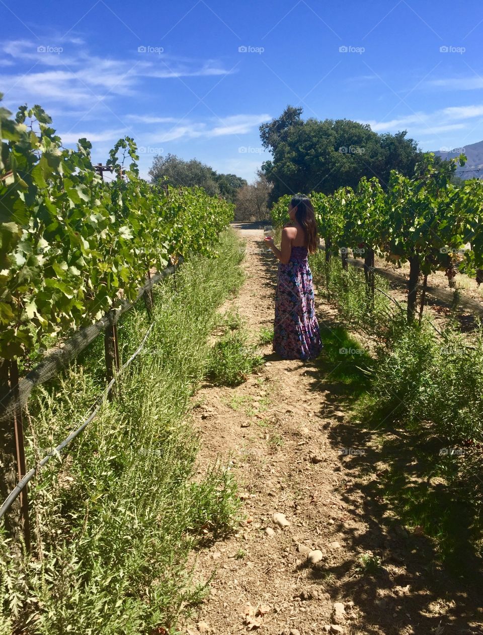 Wine tasting in Vineyard, Santa Barbara California warm sunny day 