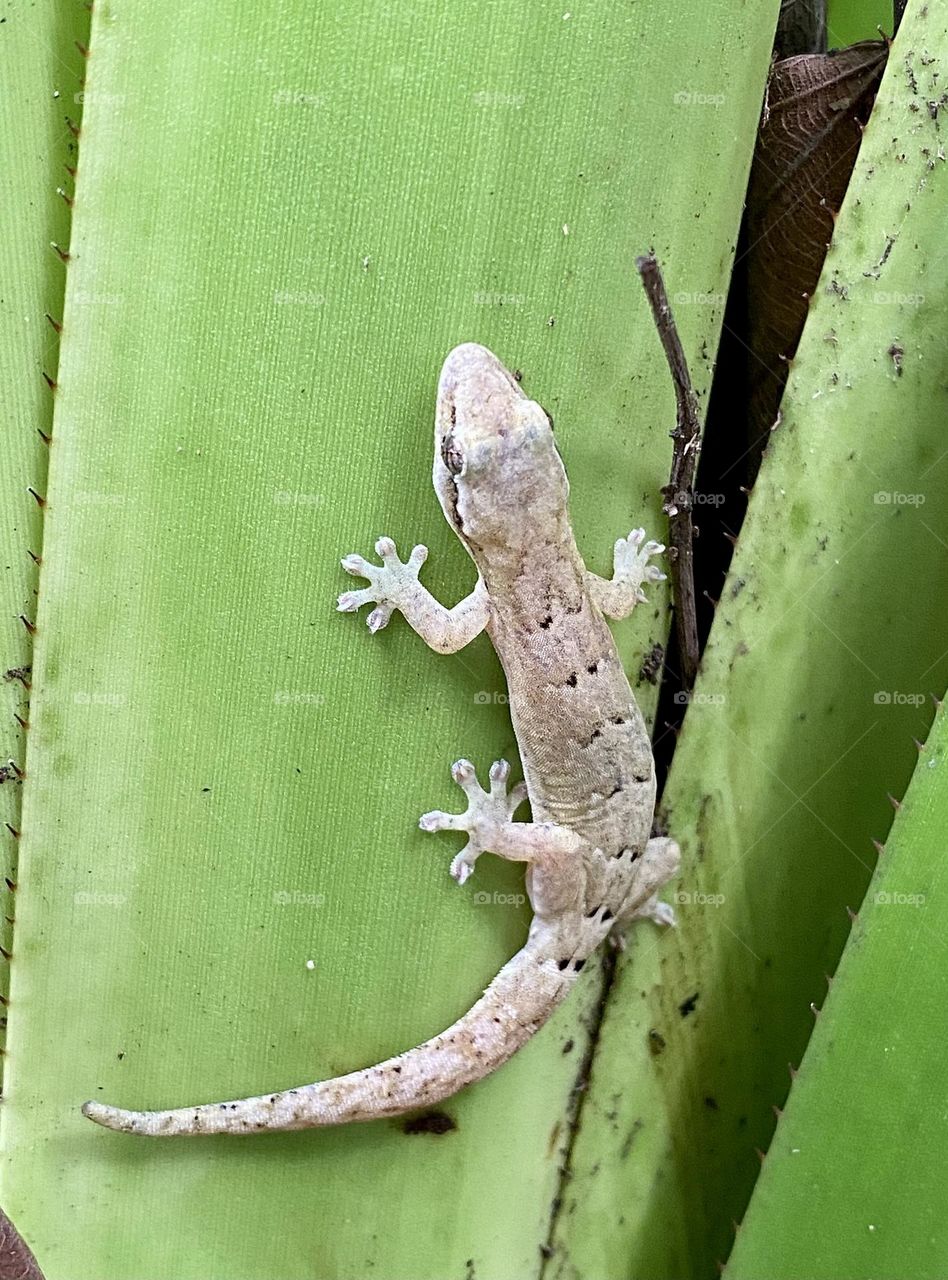 A mourning gecko sitting on a large green leaf