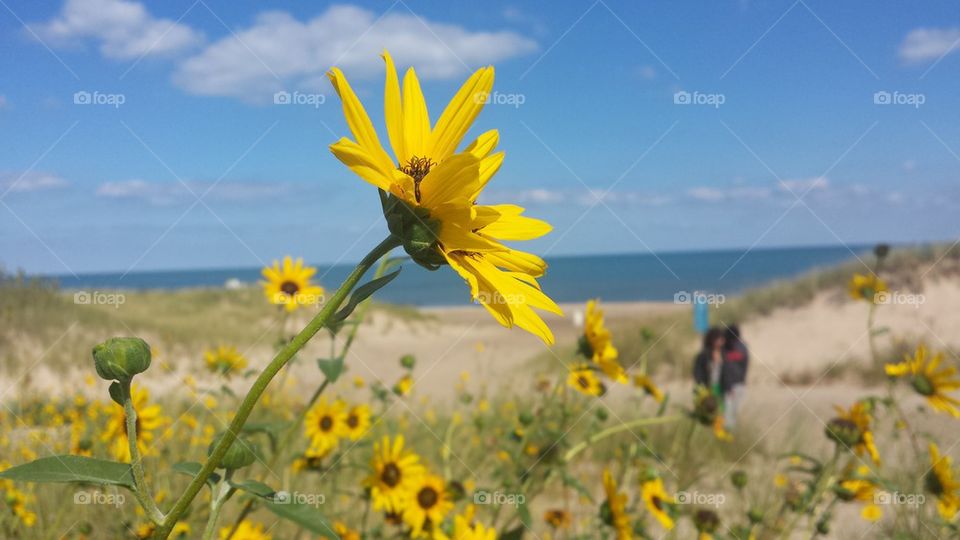 Sunflower by the Lake