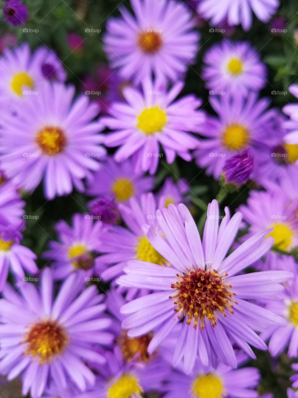 purple flowers