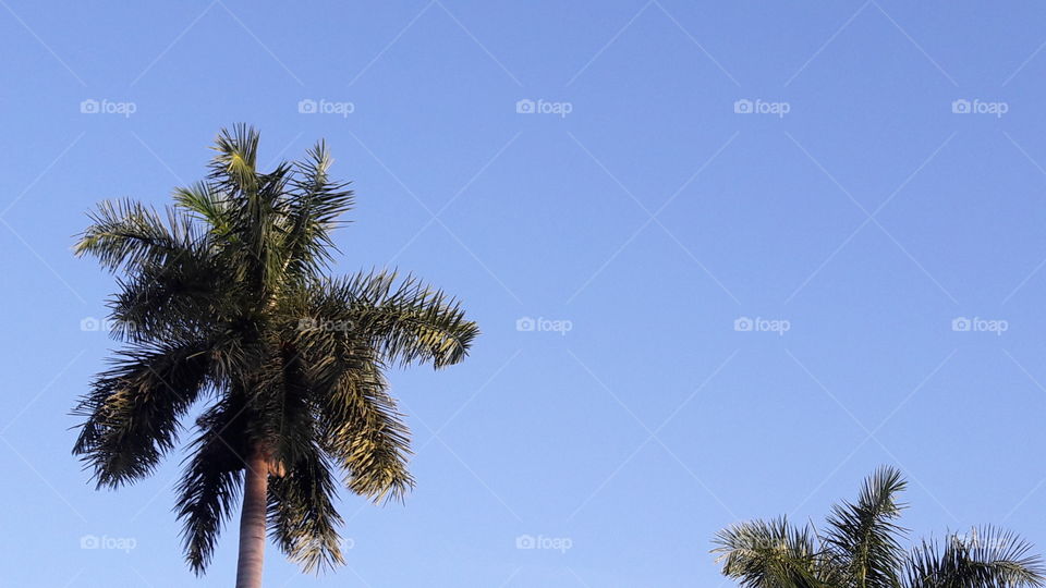 Tree, No Person, Palm, Beach, Tropical