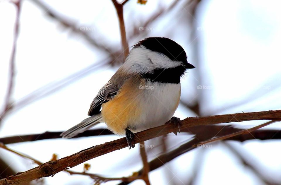 chickadee