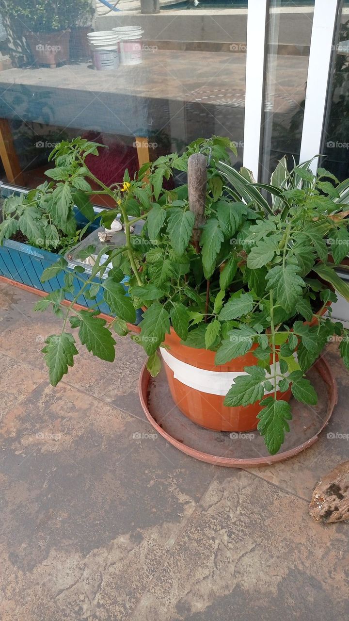 tomatoes planting / Plantando tomates