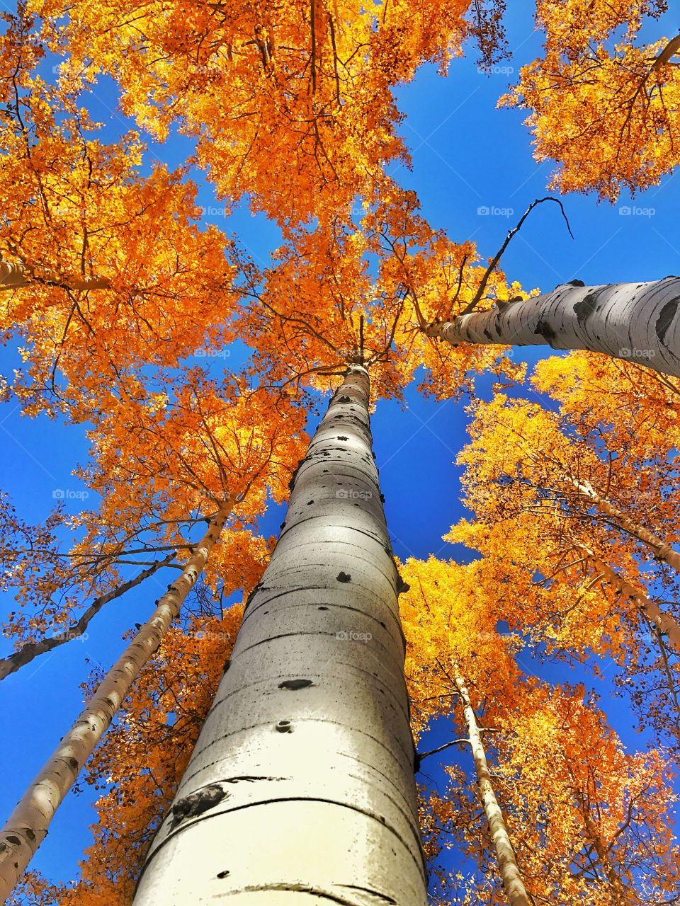 Flagstaff in the Fall