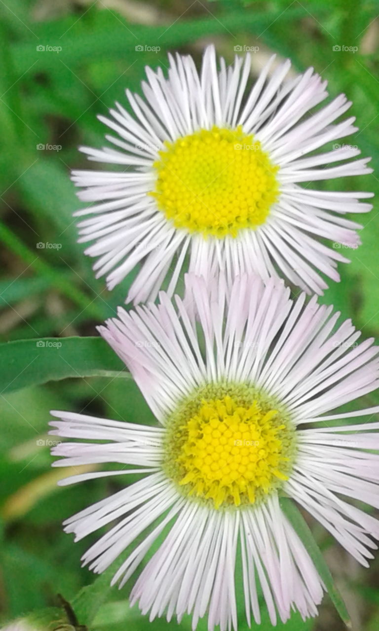 Wild flowers
