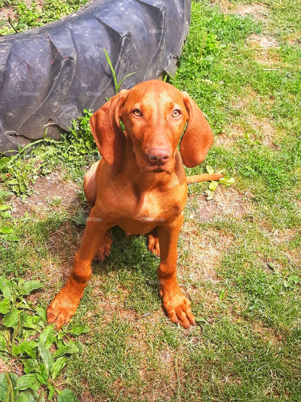 A loyal friend and a true companion