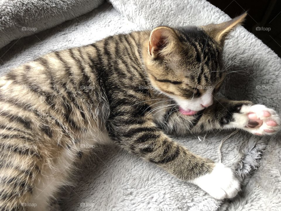 Striped kitten with white paws licking his leg in a grey bed