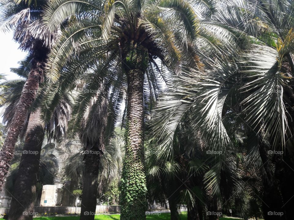 Spring flowers wild nature greens outdoor plant flower beauty