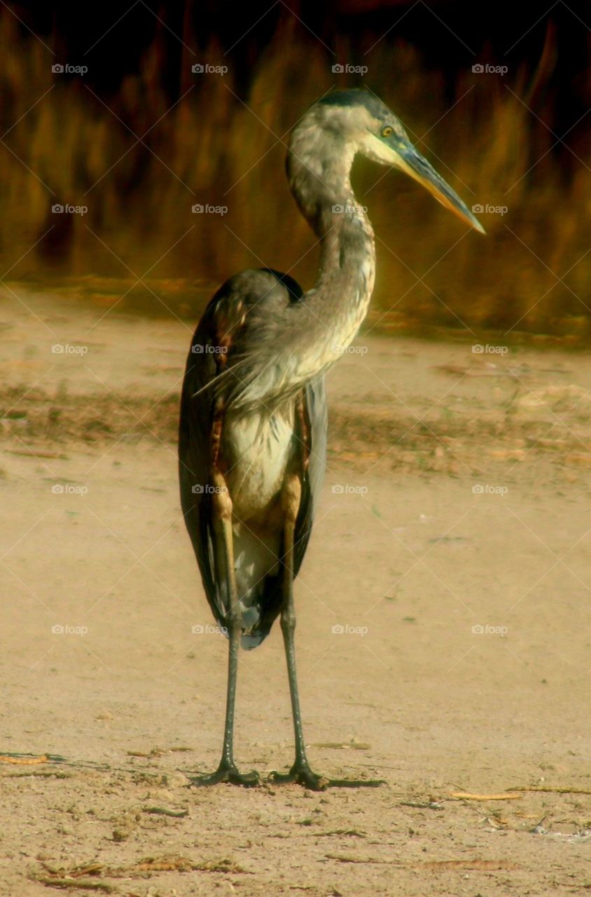 Portrait of Great Blue Heron