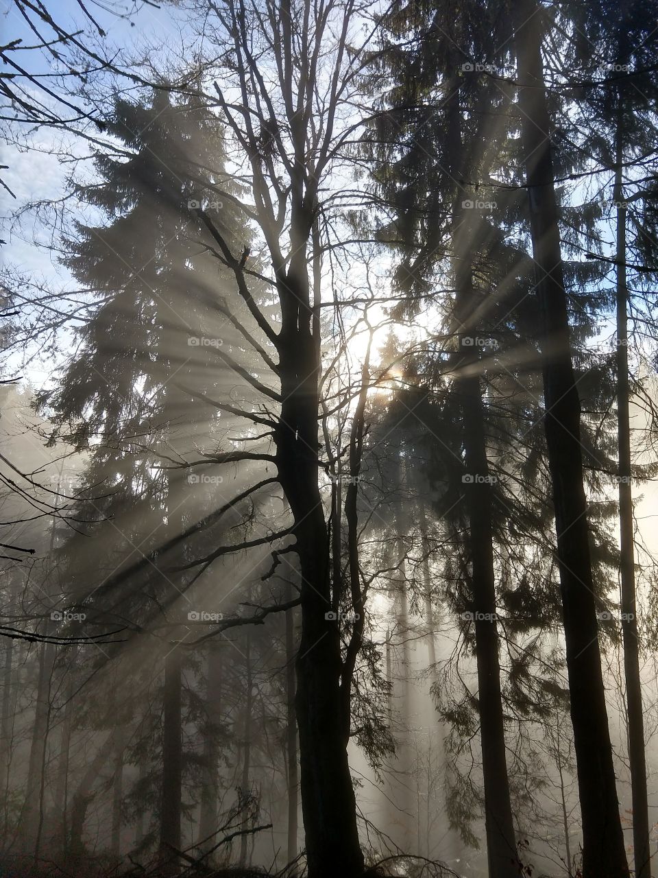 Mist in the woods during autumn. Slovakia