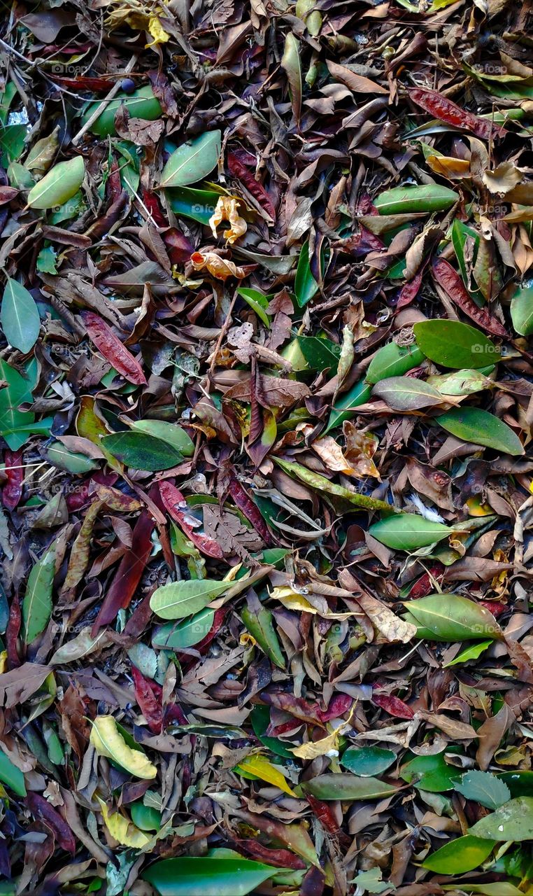 Fallen leaves in autumn.