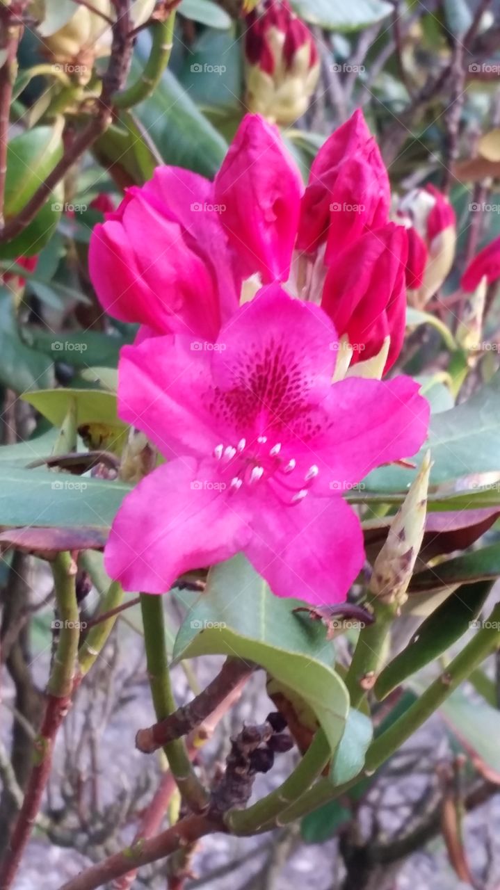 Fuchsia beauty