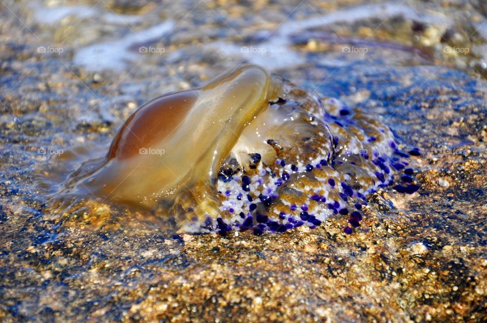 Close-up of a jelly fish