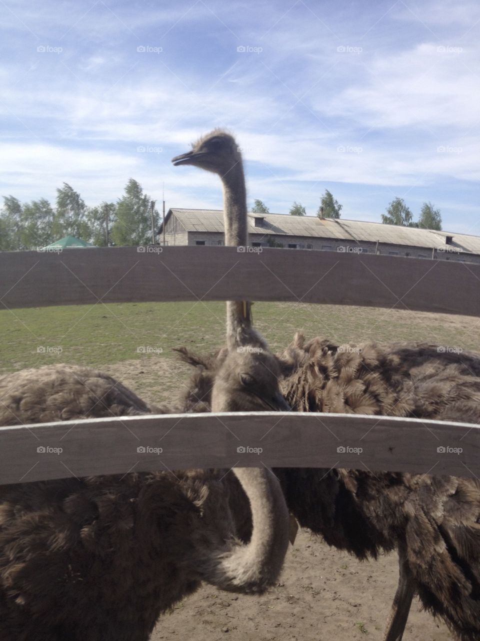 Ostriches  on a farm