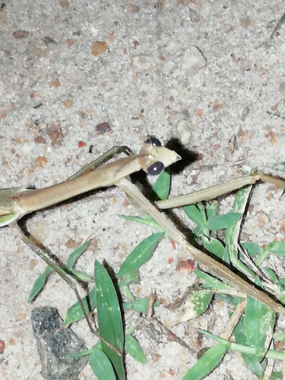 A friend who came to the garden in the night