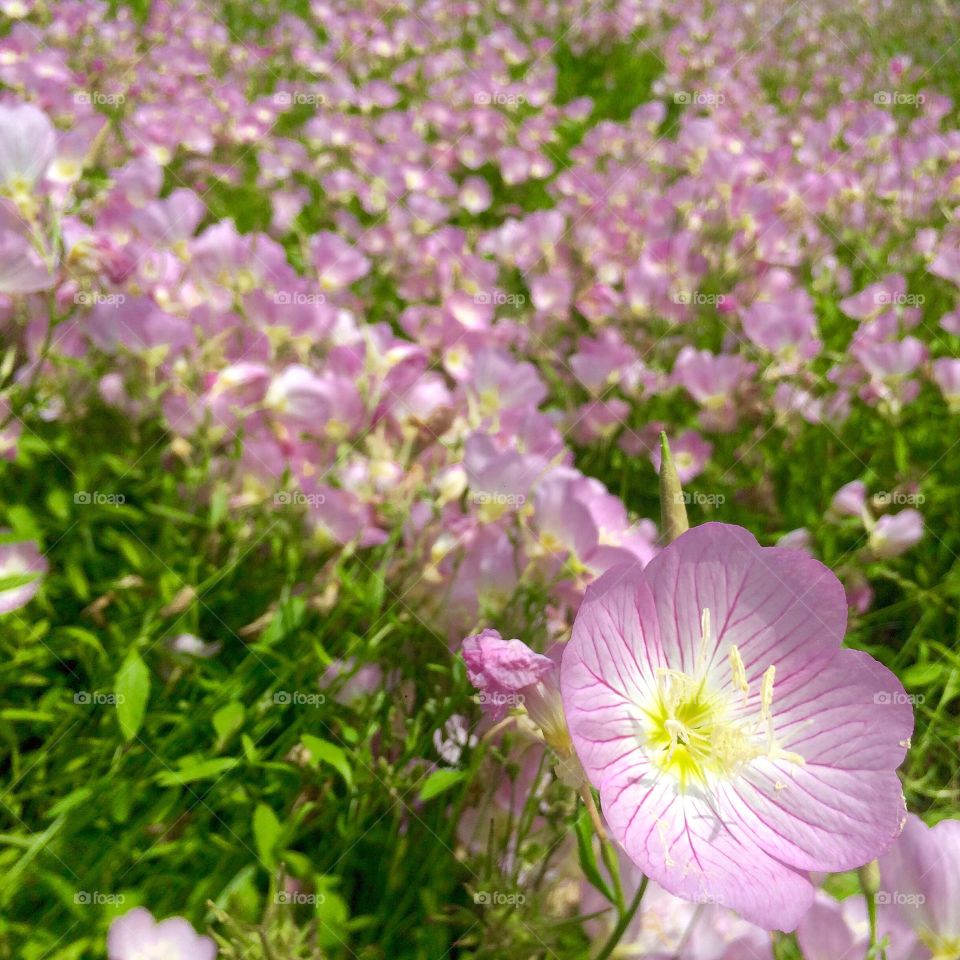 Field of pink