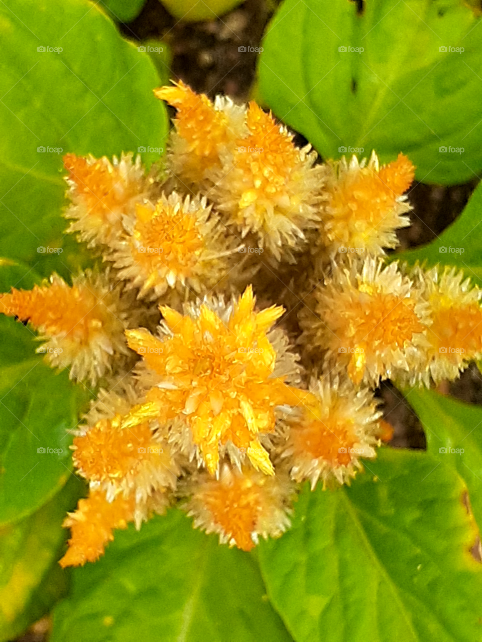portrait of a flower
