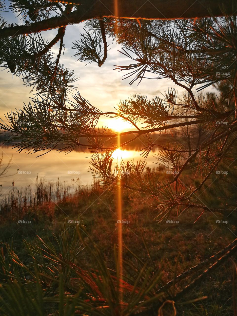 Autumn evening tree sun sunset sunset nature gold paint color pine