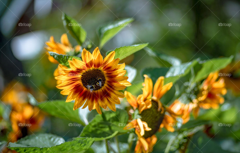 sunflowers bees and bumblebees