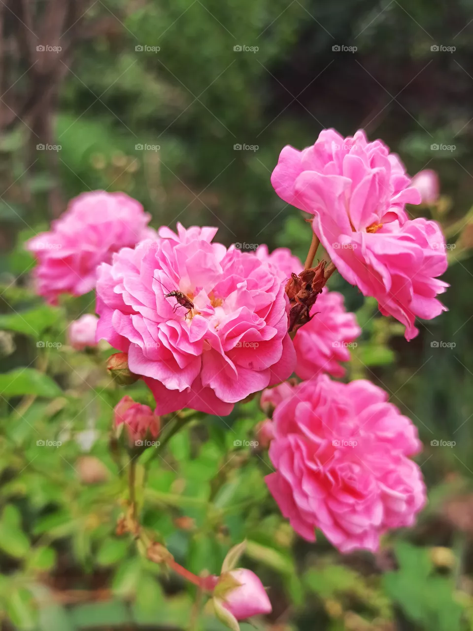 roses