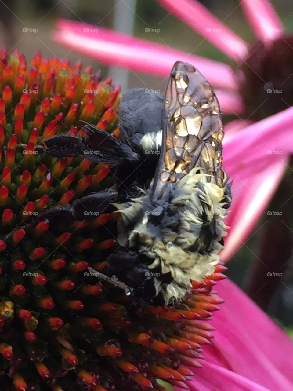 Bee