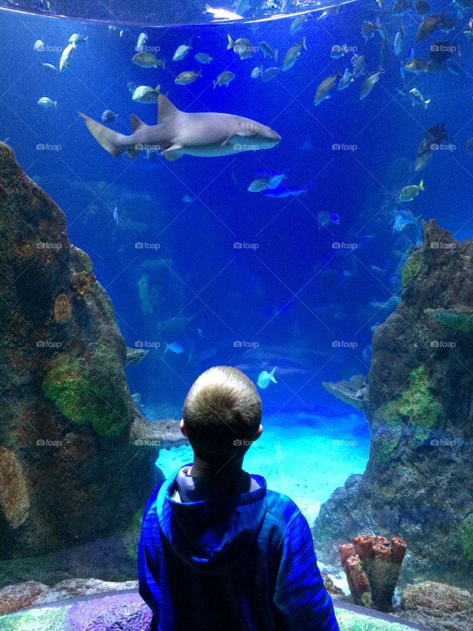 boy at the fish aquarium 