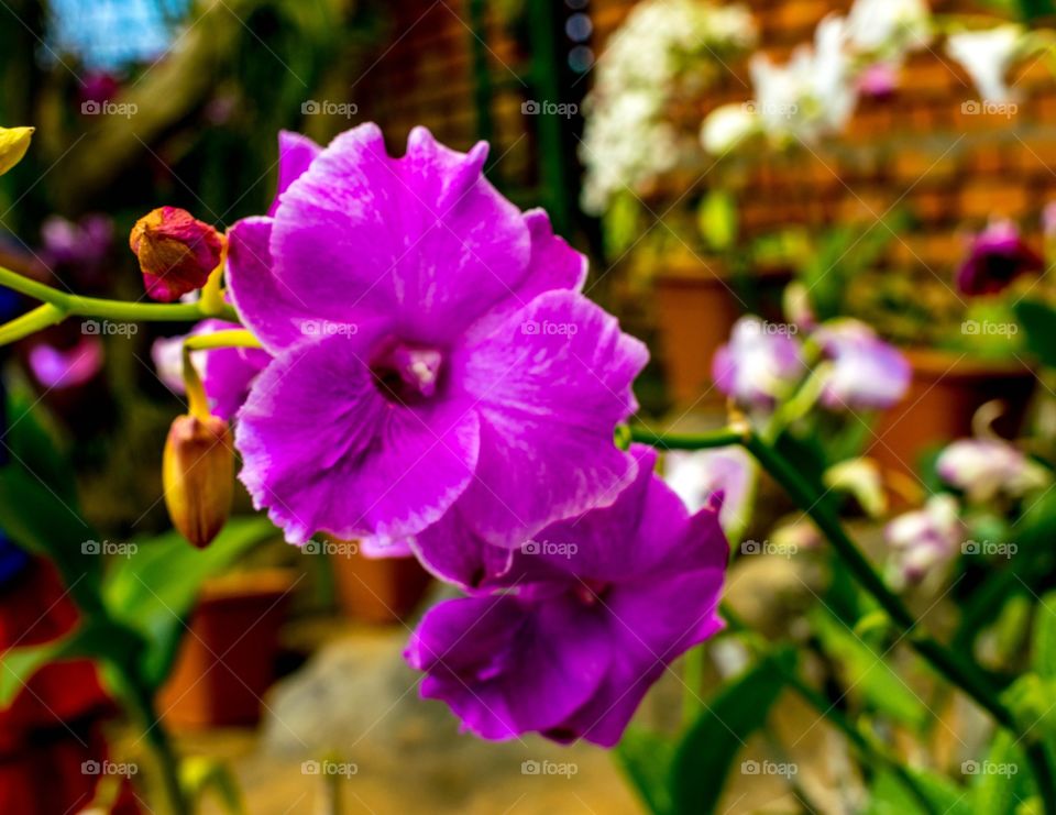 The Orchiderium Park Vagamon Kerala India