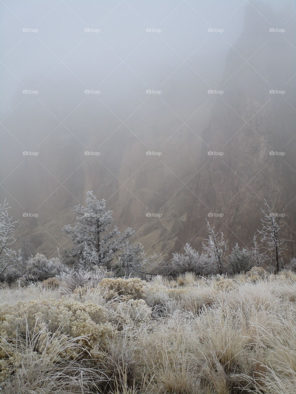 A fresh coat of frost on trees and wild grasses with Smith Rock slightly visible through morning fog on a Central Oregon morning. 