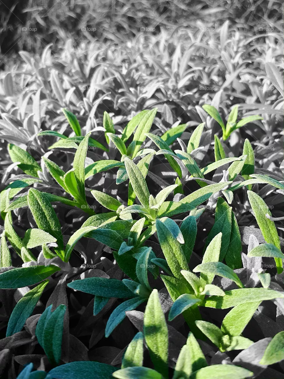 grass