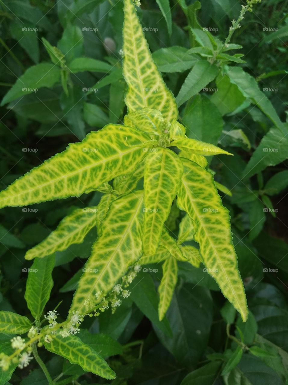 green plant shurb small size looks very beautiful generally found everywhere seasonal