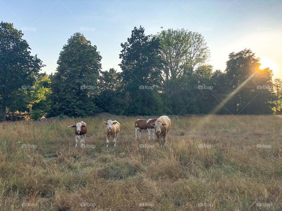 Cows in a pasture during golden hour. 