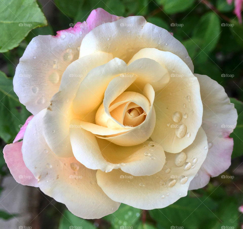 🇺🇸 Very beautiful flowers from our garden! Look at this rosebud, with its dripped petals. Amazing! / 🇧🇷 Flores muito bonitas do nosso jardim! Vejam só esse botão de rosa, com suas pétalas gotejadas. IncrÃvel!