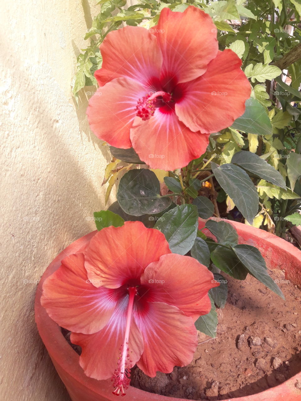 beautiful rare hibiscus that grew in my garden