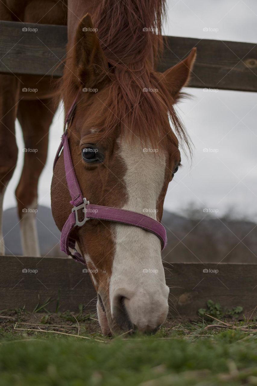 close up portrait of the horse.  ranch concept