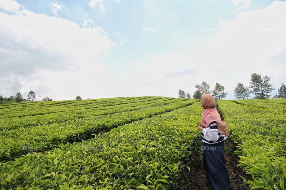 tea plantation