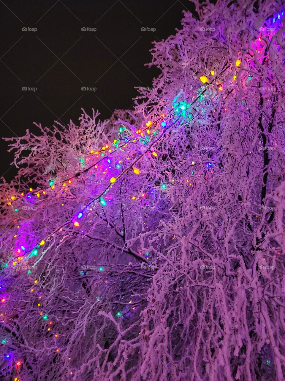 Beautiful frosty willow trees