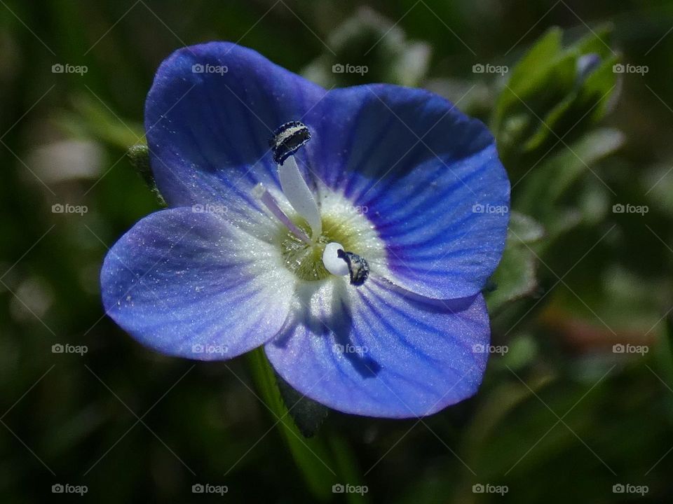 Blue flower close up in the spring