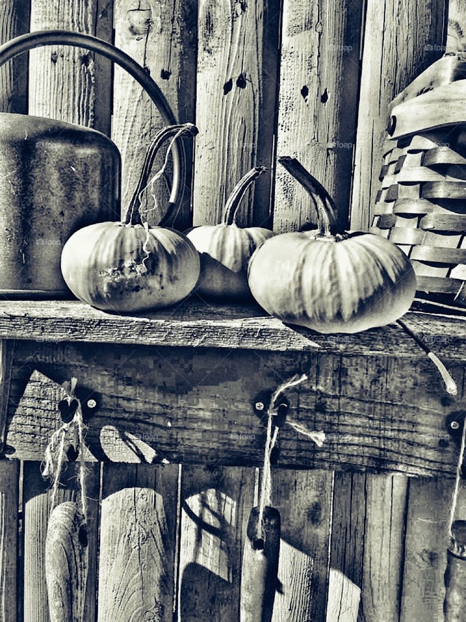 Rustic wood garden fence and shelf with miniature pumpkins old copper watering can ,  a basket and hanging garden tools outside decoration 