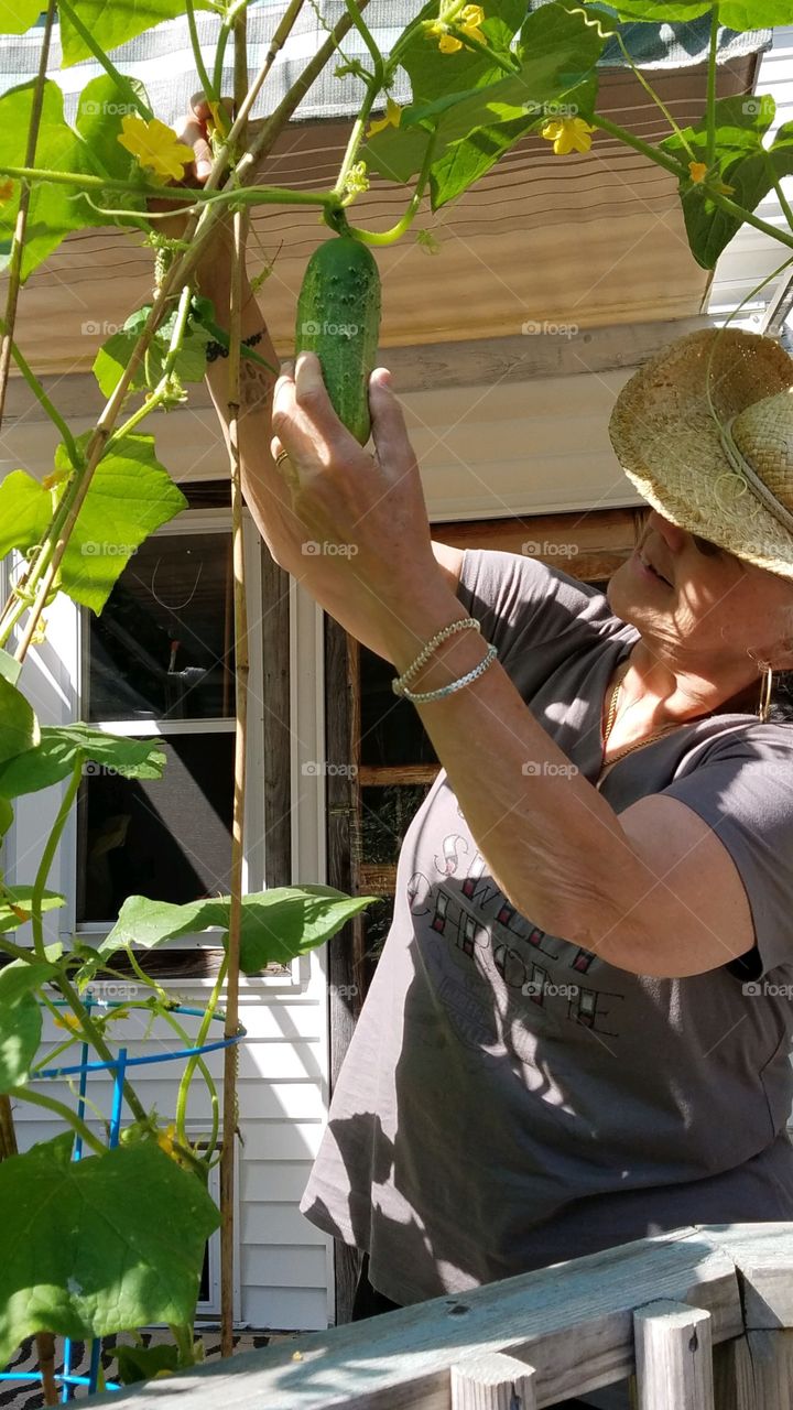 Woman wearing cowboy hat taking cucumber off vine grown on deck in container. Shade from awning and hat brim.
