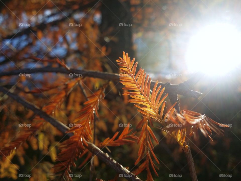 Cypress Leaf in Fall