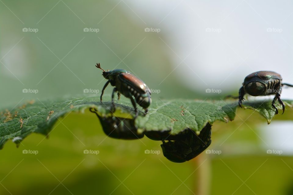 Beetles on a Leaf