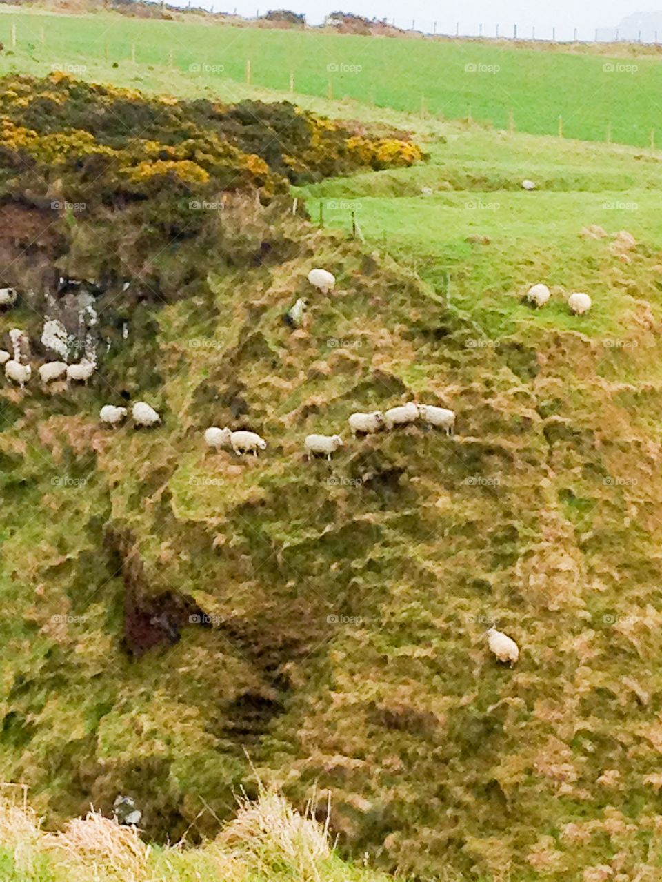 Cliff top sheep