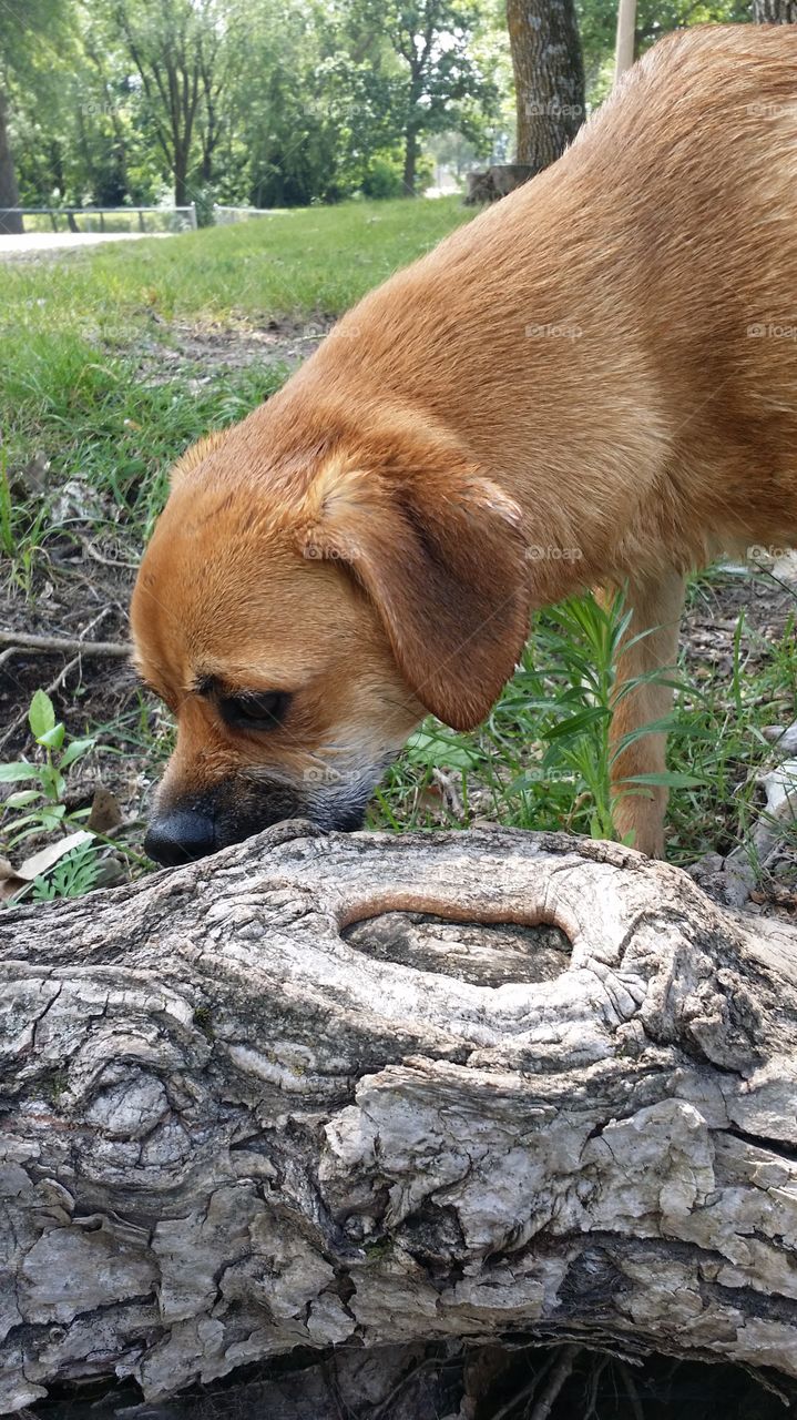 Wet Dog by Knott in Tree root
