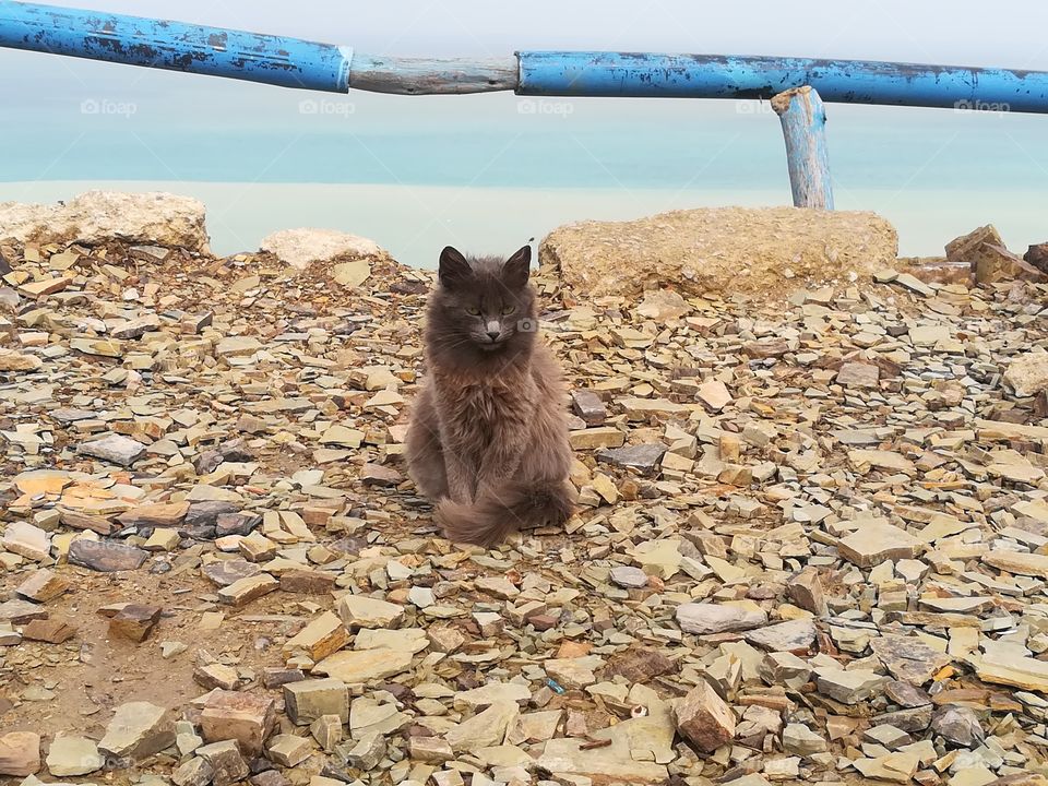 beautiful cat catched in the nature