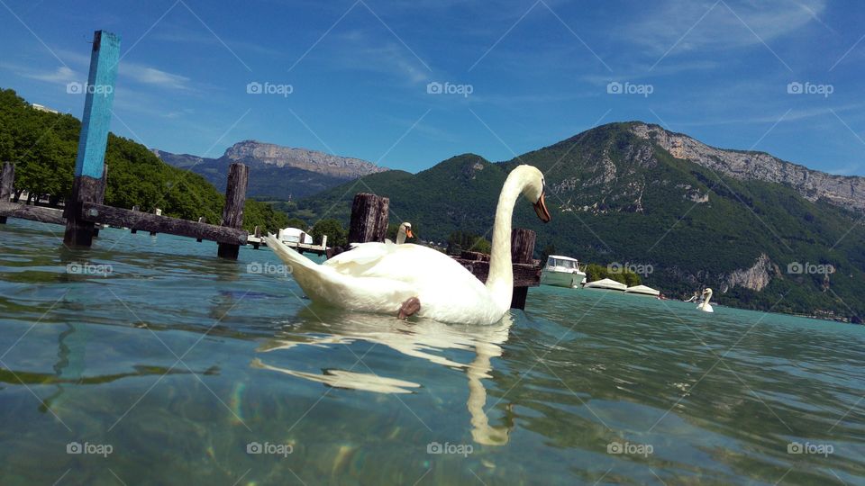 swan mountain