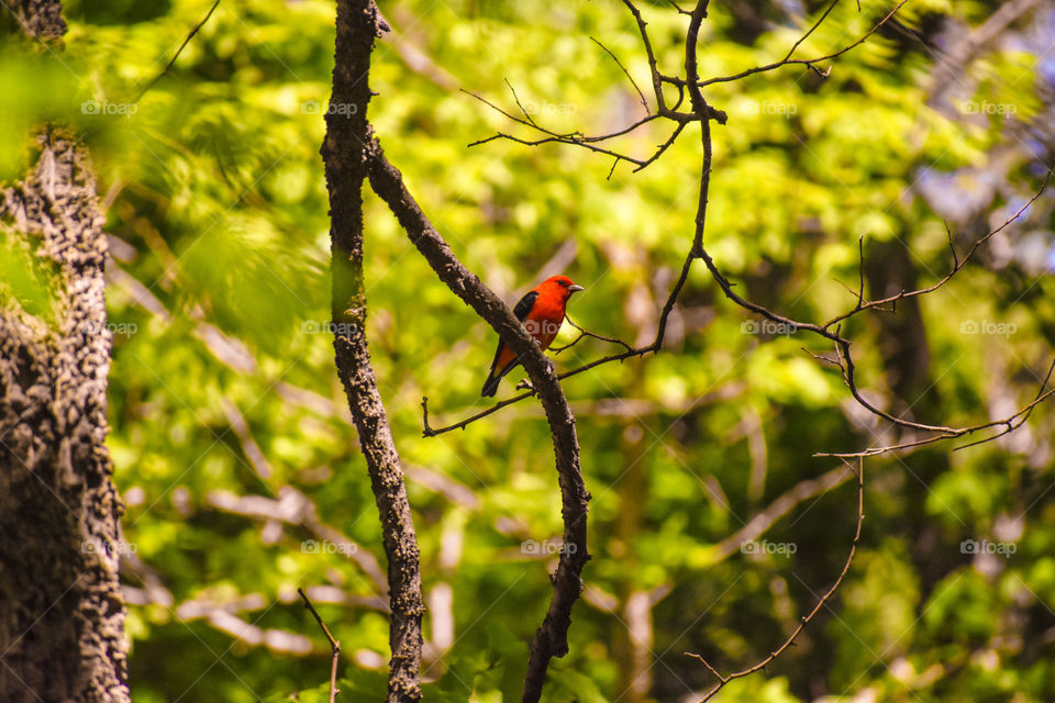 A Scarlet Tanager, sitting in a tree.