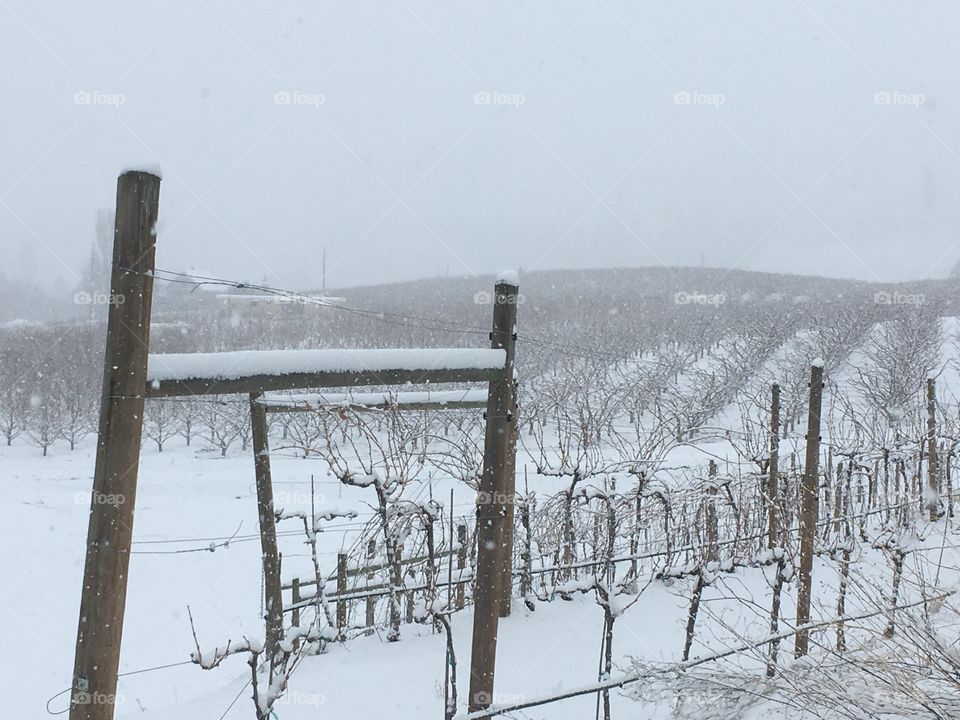 Winter in the vineyard