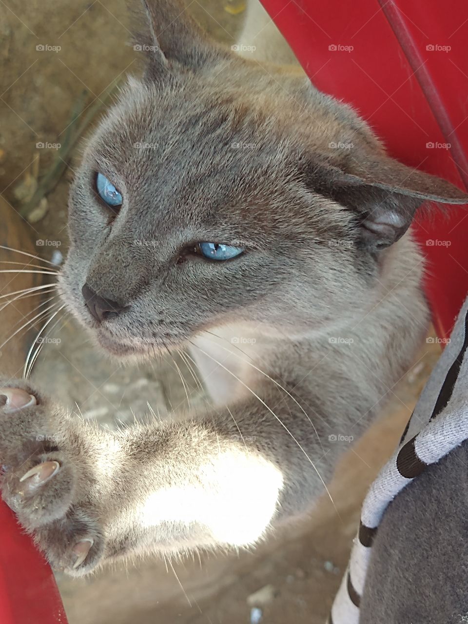 Gato de favela 👏👏👏